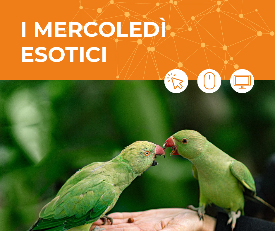 I mercoledì esotici
