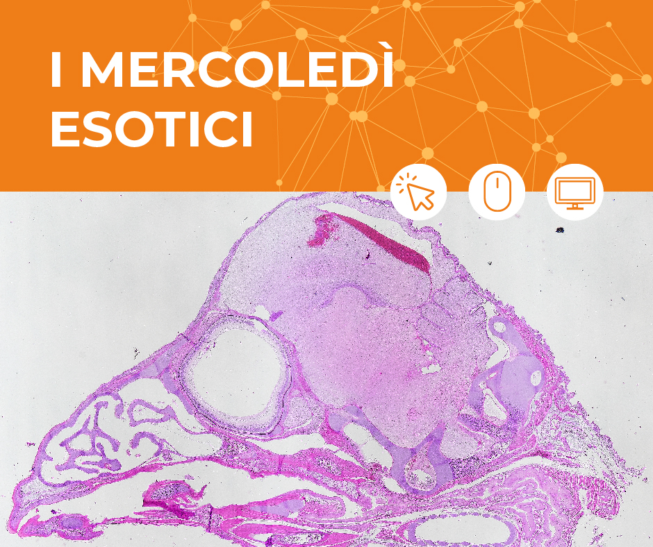 L'esame istocitopatologico per il medico veterinario.