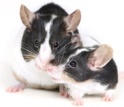 La crescita del rischio di infestazione di topi in inverno